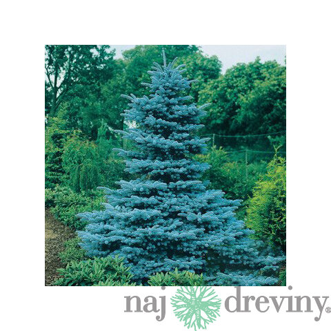 Smrek pichľavý Kaibab, 40-50 cm, v črepníku 3l Picea pungens Kaibab