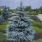 Smrek pichľavý Kaibab, 40/60 cm, v črepníku Picea pungens Kaibab