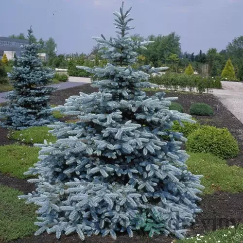 Smrek pichľavý Kaibab, 40/60 cm, v črepníku Picea pungens Kaibab