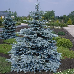 Smrek pichľavý Kaibab, 40/60 cm, v črepníku Picea pungens Kaibab