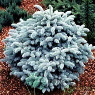 Smrek pichľavý Karpaten, 20-30cm, v črepníku Picea pungens Karpaten