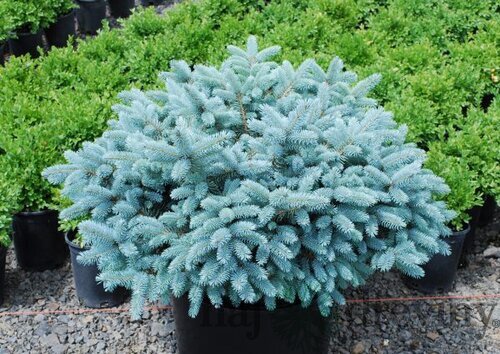 Smrek pichľavý ´KARPATEN´, výška 40/50 cm, v črepníku 15l Picea pungens Karpaten