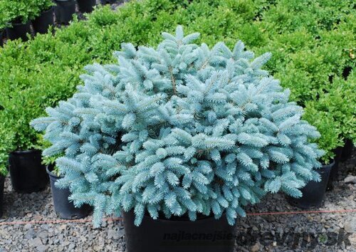 Smrek pichľavý ´KARPATEN´, výška 40/50 cm, v črepníku 15l Picea pungens Karpaten