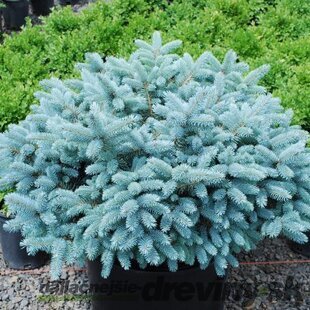 Smrek pichľavý ´KARPATEN´, výška 40/50 cm, v črepníku 15l Picea pungens Karpaten