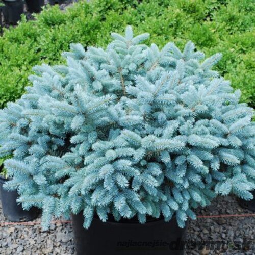Smrek pichľavý ´KARPATEN´, výška 40/50 cm, v črepníku 15l Picea pungens Karpaten