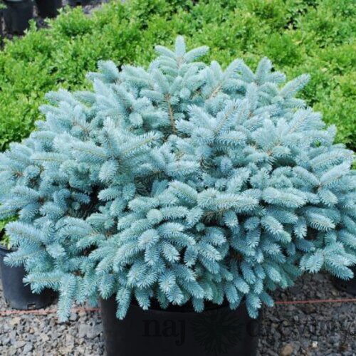 Smrek pichľavý ´KARPATEN´, výška 40/50 cm, v črepníku 15l Picea pungens Karpaten