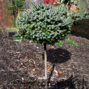Smrek pichľavý Montgomery na kmienku 80 cm, veľkosť korunky 20 cm,v črepníku Picea pungens Montgomery