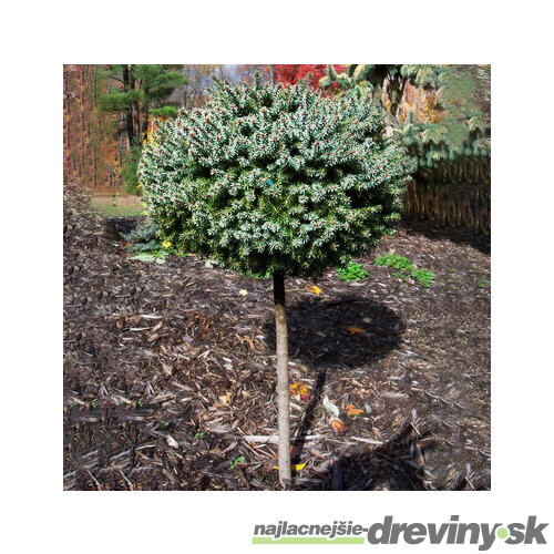 Smrek pichľavý Montgomery na kmienku 80 cm, veľkosť korunky 20 cm,v črepníku Picea pungens Montgomery