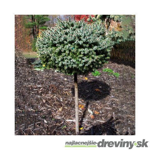 Smrek pichľavý Montgomery na kmienku 80 cm, veľkosť korunky 20 cm,v črepníku Picea pungens Montgomery