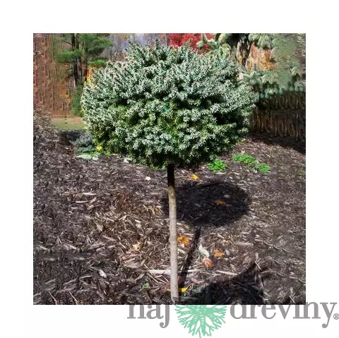 Smrek pichľavý Montgomery na kmienku 80 cm, veľkosť korunky 20 cm,v črepníku Picea pungens Montgomery