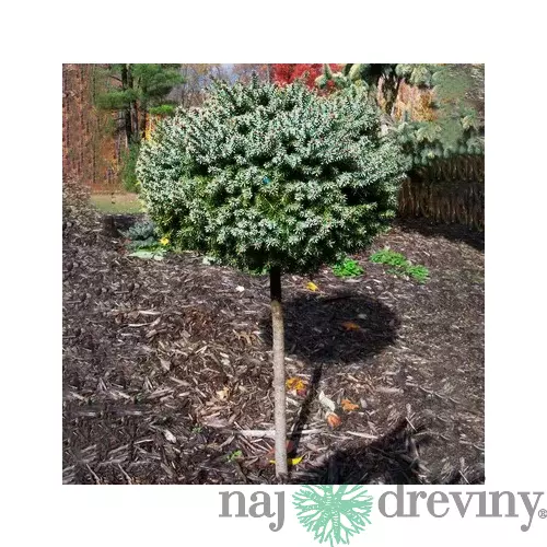 Smrek pichľavý Montgomery na kmienku 80 cm, veľkosť korunky 20 cm,v črepníku Picea pungens Montgomery