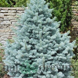 Smrek pichľavý Omega, výška 40/50cm, v črepníku Picea pungens Omega