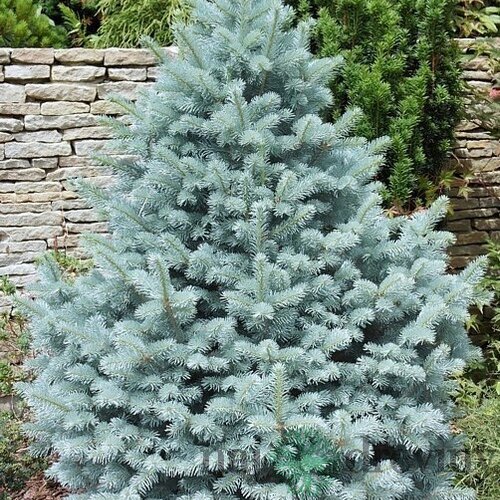 Smrek pichľavý Omega, výška 40/50cm, v črepníku Picea pungens Omega