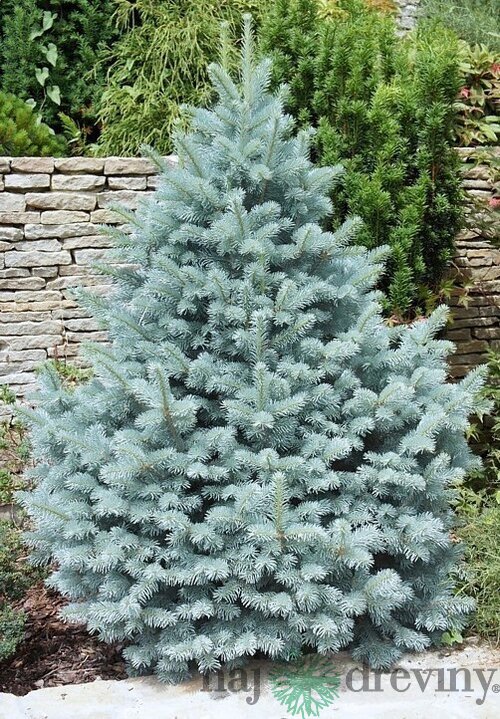 Smrek pichľavý Omega, výška 40/50cm, v črepníku Picea pungens Omega