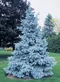 Smrek pichľavý Royal blue, 80/100 cm, v črepníku 10l Picea pungens Royal blue