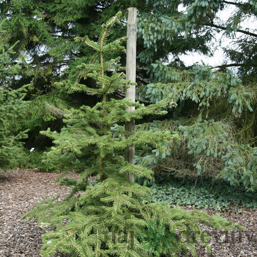 Smrek polita, výška 125/150 cm, v črepníku Picea polita