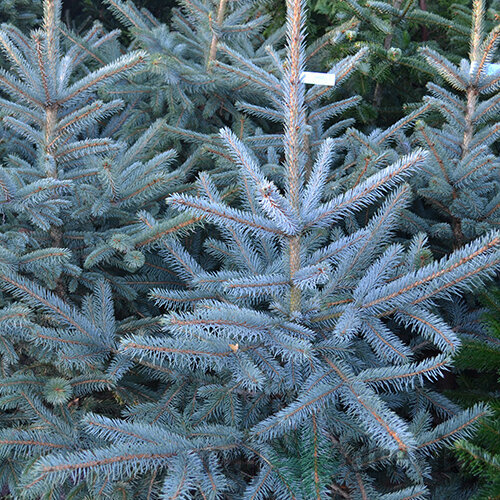 Smrek strieborný Glauca, 130/150 cm, v črepníku, 2 trieda Picea pungens