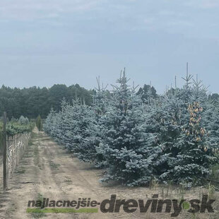 Smrek strieborný Hoopsii 300/350 cm, v koreňovom bale Picea pungens Hoopsii