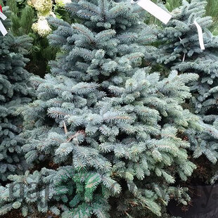 Smrek strieborný Koster 20/30 cm v črepníku 3l Picea pungens