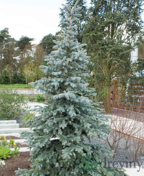 Smrek strieborný Koster 20/30 cm v črepníku 3l Picea pungens