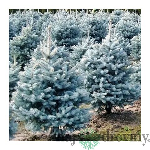 Smrek strieborný Majestic Blue 20/30 cm v črepníku 3l Picea pungens