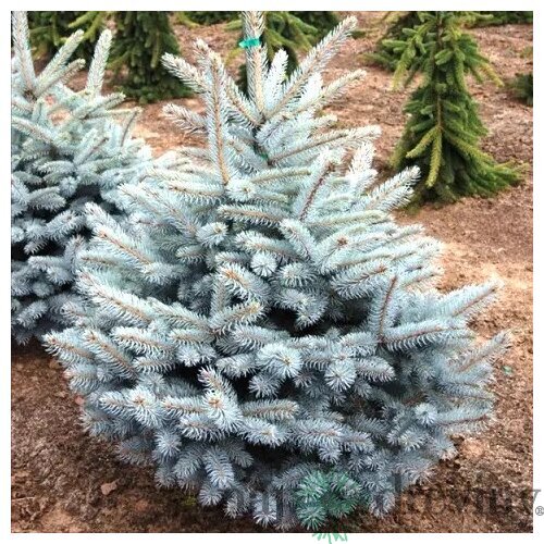 Smrek strieborný Majestic Blue 20/30 cm v črepníku 3l Picea pungens