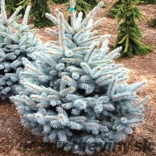 Smrek strieborný Majestic Blue, výška 20/30 cm v črepníku 3l Picea pungens