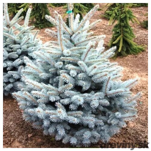 Smrek strieborný Majestic Blue, výška 20/30 cm v črepníku 3l Picea pungens