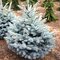 Smrek strieborný Mejstic Blue 20/30 cm v črepníku 3l Picea pungens