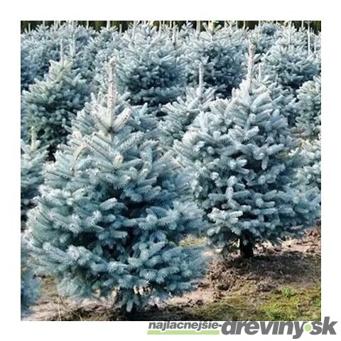 Smrek strieborný Mejstic Blue 20/30 cm v črepníku 3l Picea pungens