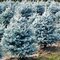 Smrek strieborný Mejstic Blue 20/30 cm v črepníku 3l Picea pungens