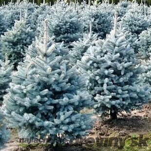Smrek strieborný Mejstic Blue 20/30 cm v črepníku 3l Picea pungens
