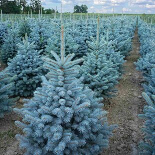 Smrek strieborný SUPER BLUE 70/90 cm, výška s kvetináčom 100/120 cm, v črepníku 15l PREMIUM Picea pungens ‘Super Blue‘