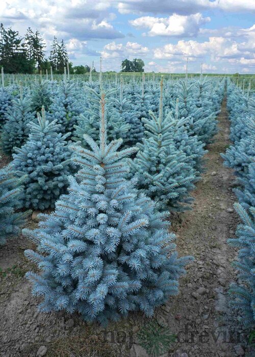 Smrek strieborný SUPER BLUE 70/90 cm, výška s kvetináčom 100/120 cm, v črepníku 15l PREMIUM Picea pungens ‘Super Blue‘