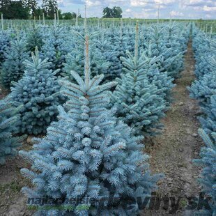Smrek strieborný SUPER BLUE 70/90 cm, výška s kvetináčom 100/120 cm, v črepníku 15l PREMIUM Picea pungens ‘Super Blue‘