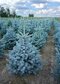 Smrek strieborný SUPER BLUE 70/90 cm, výška s kvetináčom 100/120 cm, v črepníku 15l PREMIUM Picea pungens ‘Super Blue‘