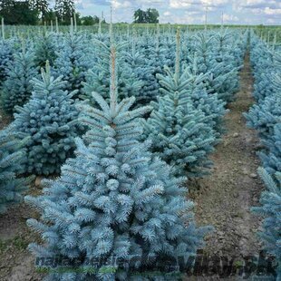 Smrek strieborný SUPER BLUE 70/90 cm, výška s kvetináčom 100/120 cm, v črepníku 15l STANDARD  Picea pungens ‘Super Blue
