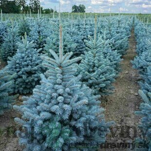 Smrek strieborný SUPER BLUE 70/90 cm, výška s kvetináčom 100/120 cm, v črepníku 15l STANDARD  Picea pungens ‘Super Blue