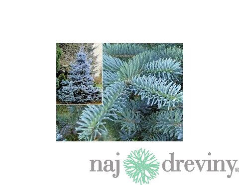 Smrek strieborný Super Blue Seedling, výška 40/60 cm, v črepníku 5l Picea pungens Super Blue Seedling