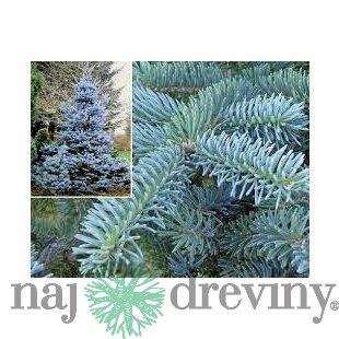 Smrek strieborný Super Blue Seedling, výška 40/60 cm, v črepníku 5l Picea pungens Super Blue Seedling