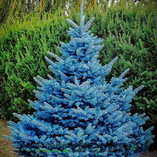 Smrek strieborný Super Blue výška 40/60 cm, v črepníku 5l Picea pungens Super Blue Diamont
