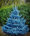 Smrek strieborný Super Blue výška 40/60 cm, v črepníku 5l Picea pungens Super Blue Diamont