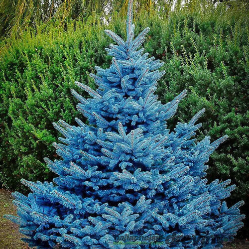 Smrek strieborný Super Blue výška 40/60 cm, v črepníku 5l Picea pungens Super Blue Diamont
