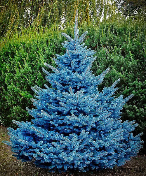 Smrek strieborný Super Blue výška 40/60 cm, v črepníku 5l Picea pungens Super Blue Diamont