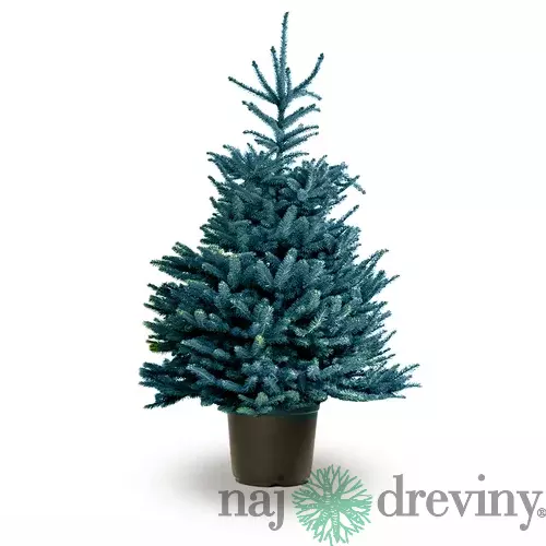 Smrek strieborný, výška 30/40 cm, v črepníku 2l Picea pungens