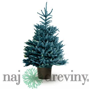 Smrek strieborný, výška 30/40 cm, v črepníku 2l Picea pungens