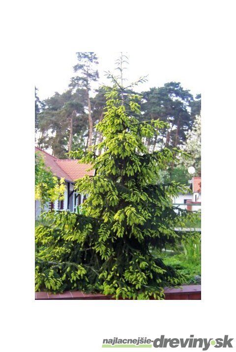 Smrek východný Aureospicata, 20/30 cm, v črepníku Picea orientalis Aureospicata