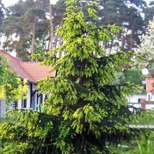 Smrek východný Aureospicata, 20/30 cm, v črepníku Picea orientalis Aureospicata