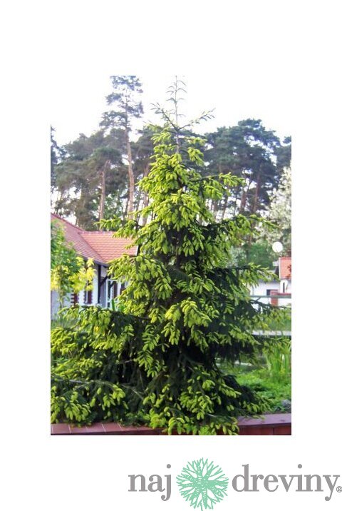 Smrek východný Aureospicata, 20/30 cm, v črepníku Picea orientalis Aureospicata