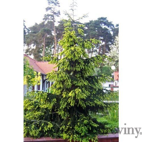 Smrek východný Aureospicata, 20/30 cm, v črepníku Picea orientalis Aureospicata